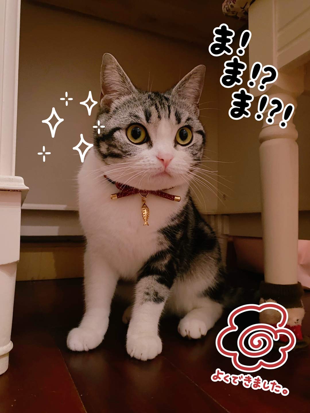PetSoKoo collar ajustable de 15,2 a 30,5 cm para crecimiento del gato.