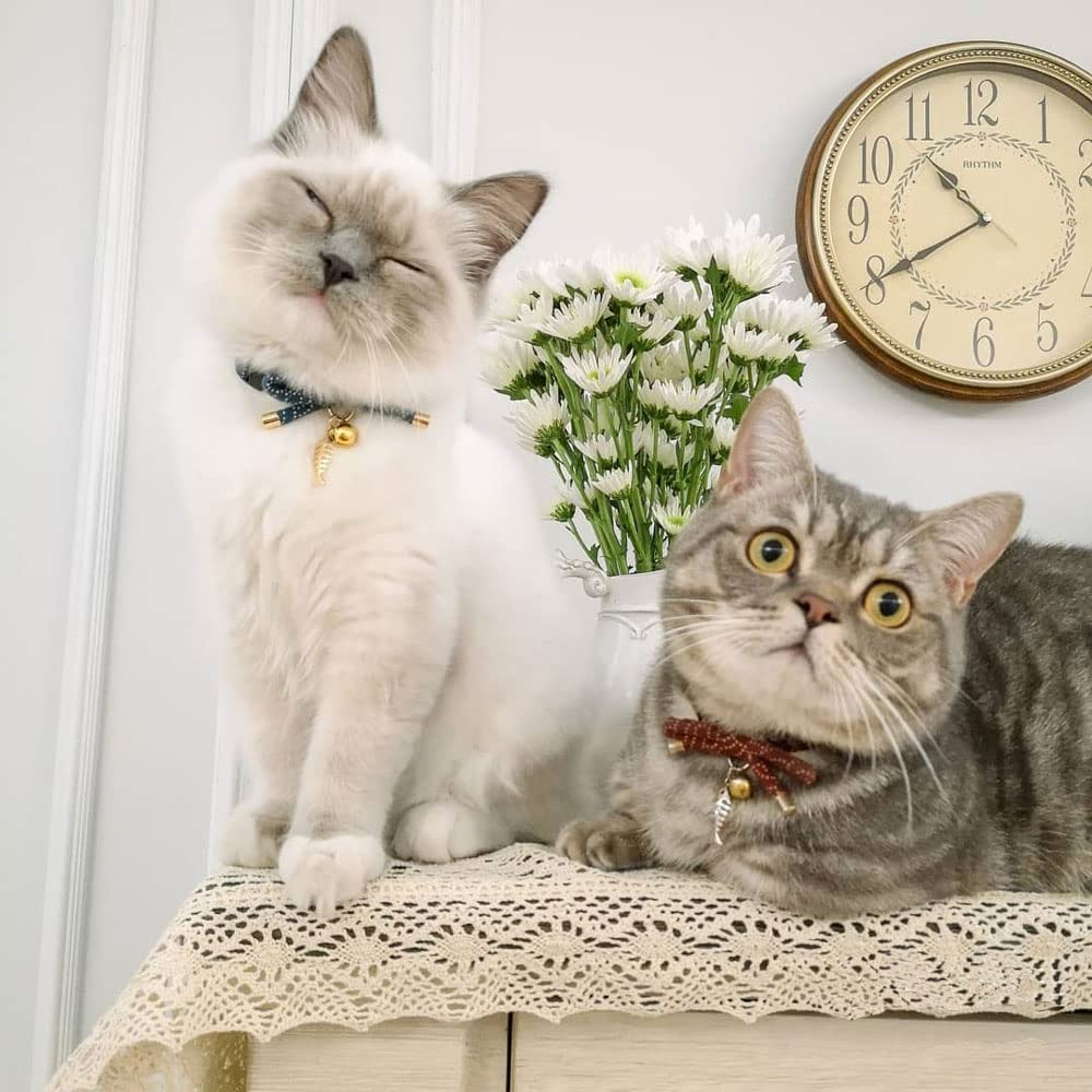 PetSoKoo collar con diseño japonés ideal para uso diario o regalo.