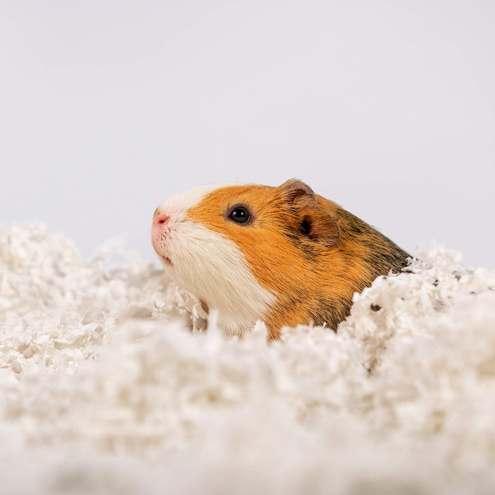 PETSPICK Uber Soft Paper Bedding absorbe humedad, ayuda a mantener seco
