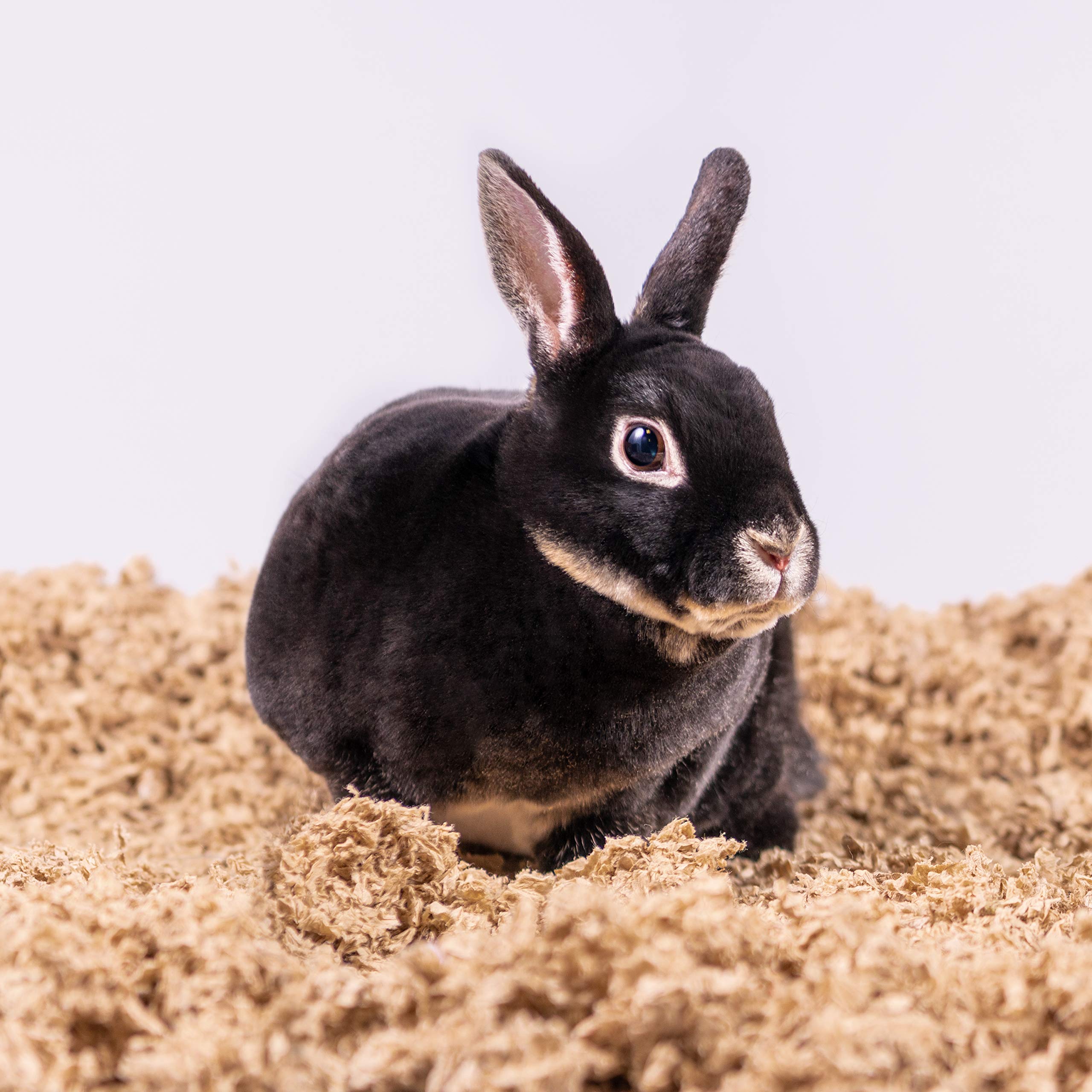 PETSPICK opción ecoamigable para roedores y conejos.