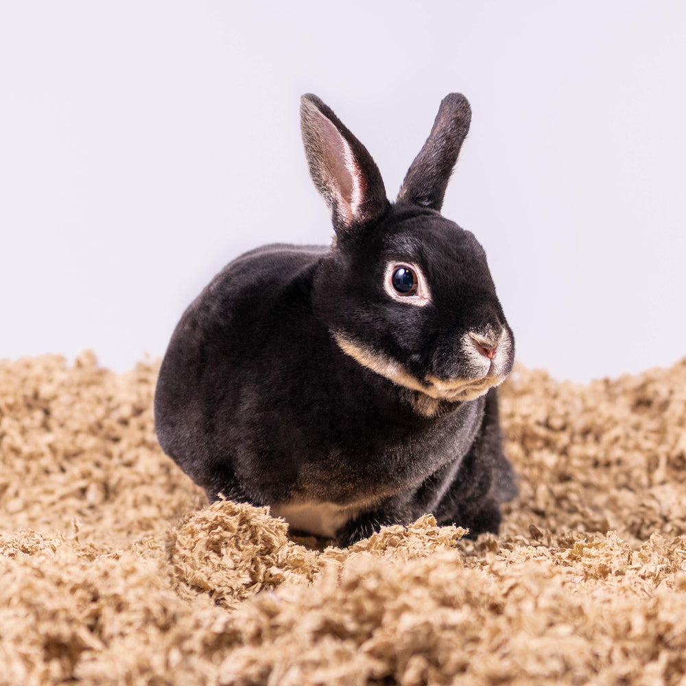 PETSPICK opción ecoamigable para roedores y conejos.