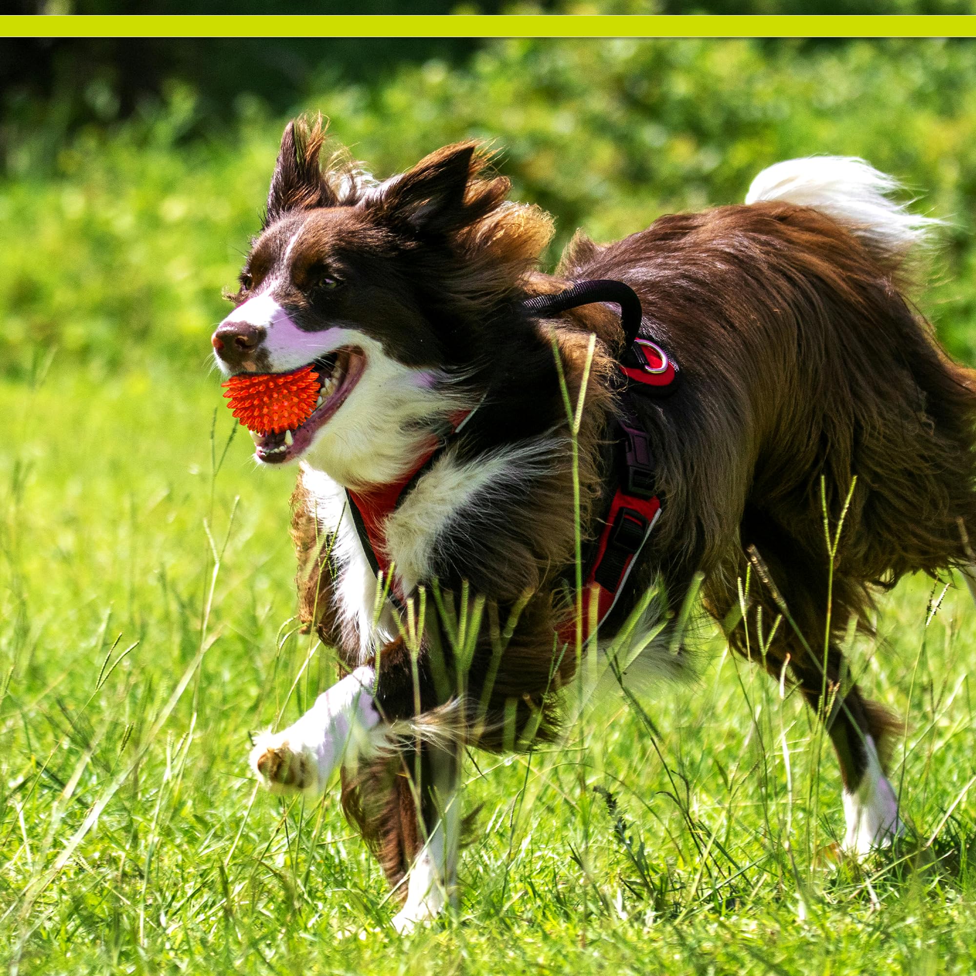 PetSport Gorilla Ball textura espinosa para masajes dentales suaves