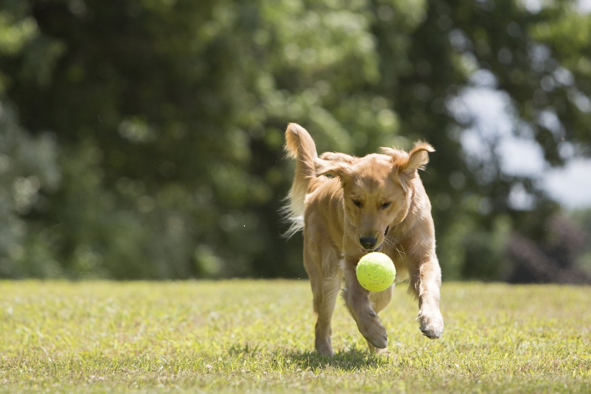 PetSport Mega Tuff Ball, ideal para perros grandes y juegos de lanzamiento.