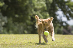 PetSport Mega Tuff Ball, ideal para perros grandes y juegos de lanzamiento.