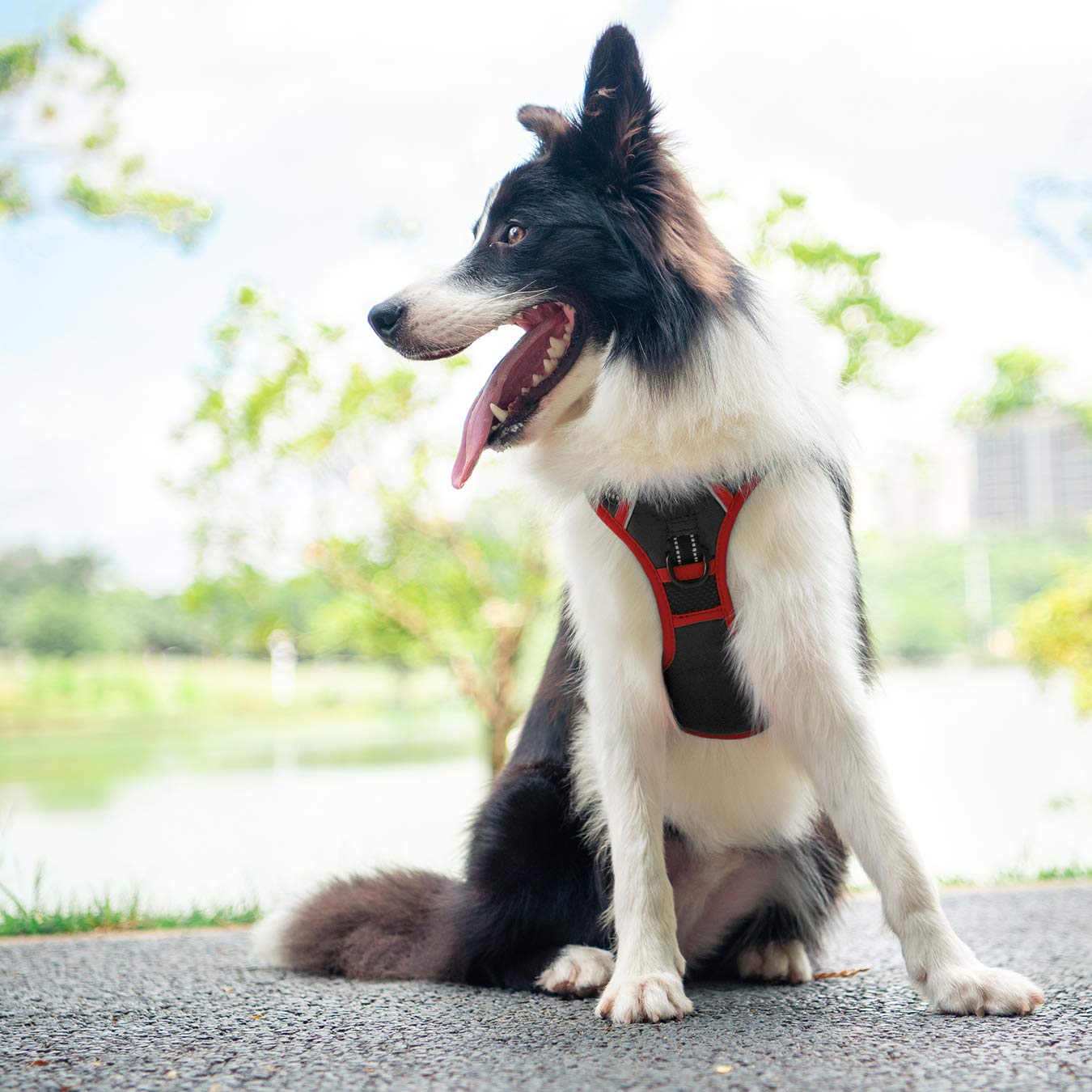 PHOEPET arnés ligero con malla transpirable acolchado suave