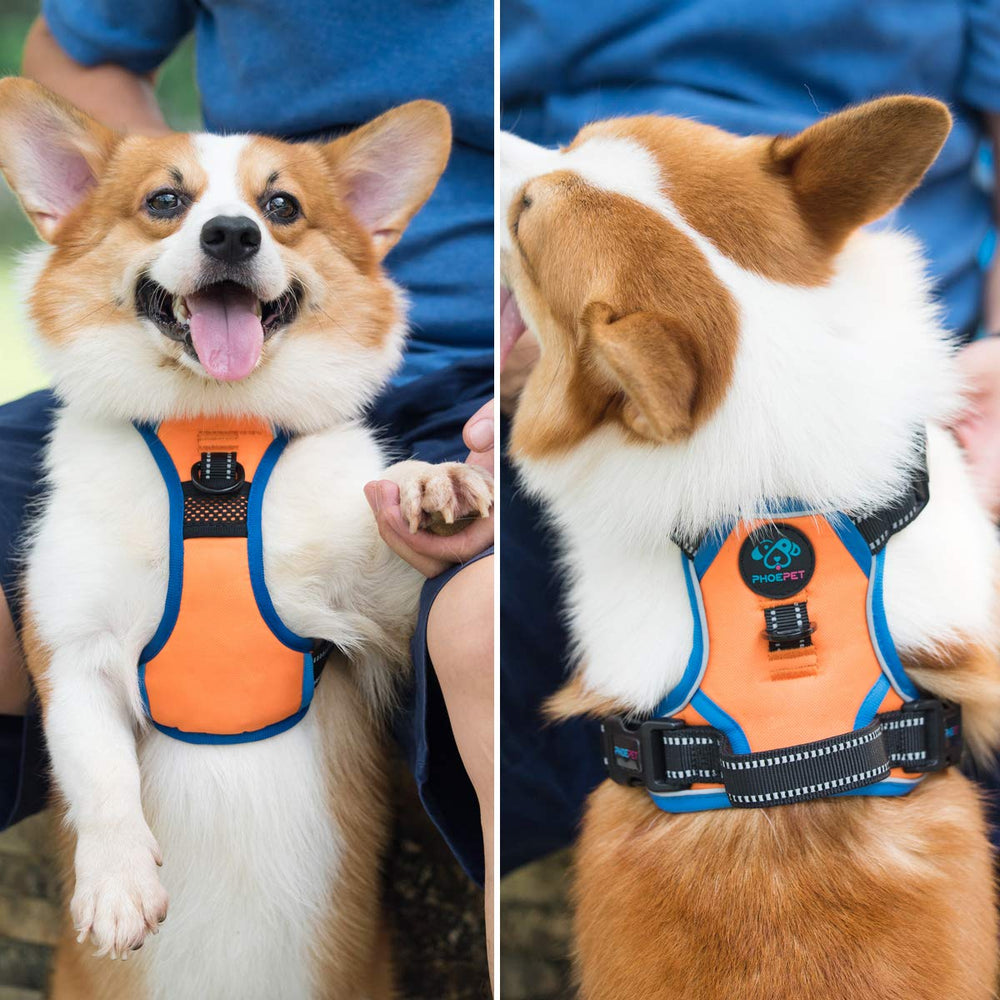 PHOEPET arnés naranja para paseos nocturnos con mayor visibilidad