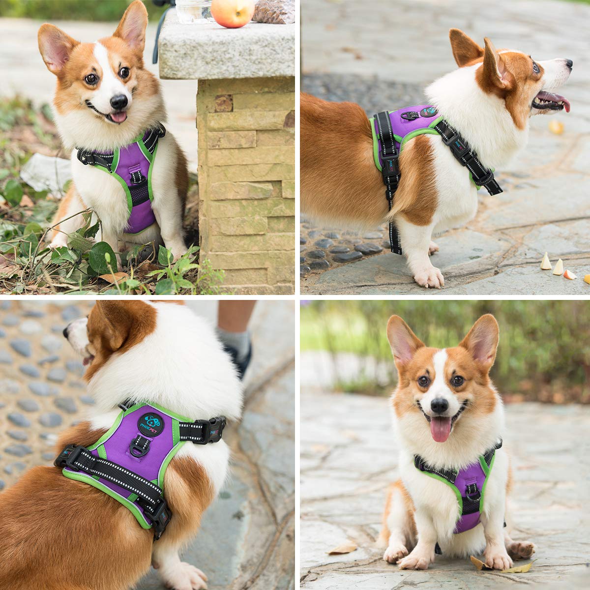 PHOEPET arnés en color morado para perros pequeños durante paseos diarios.