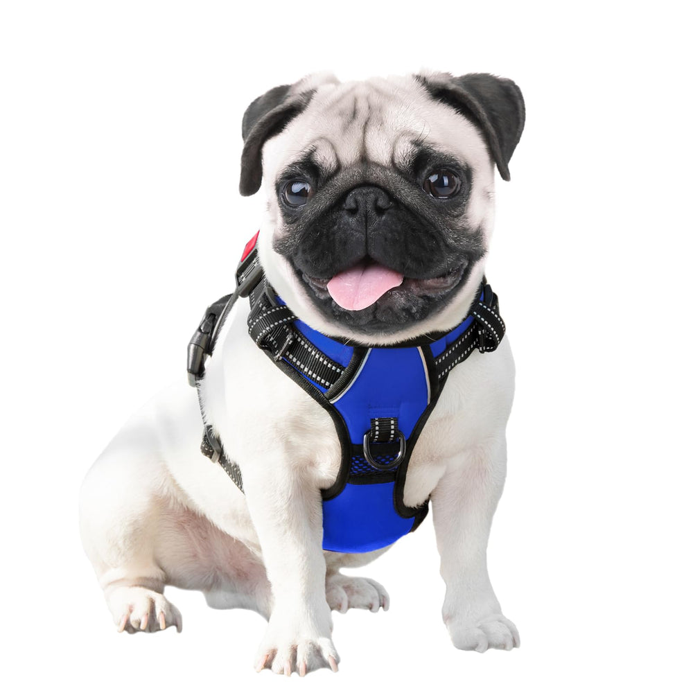 PHOEPET arnés talla S en azul royal para perros pequeños