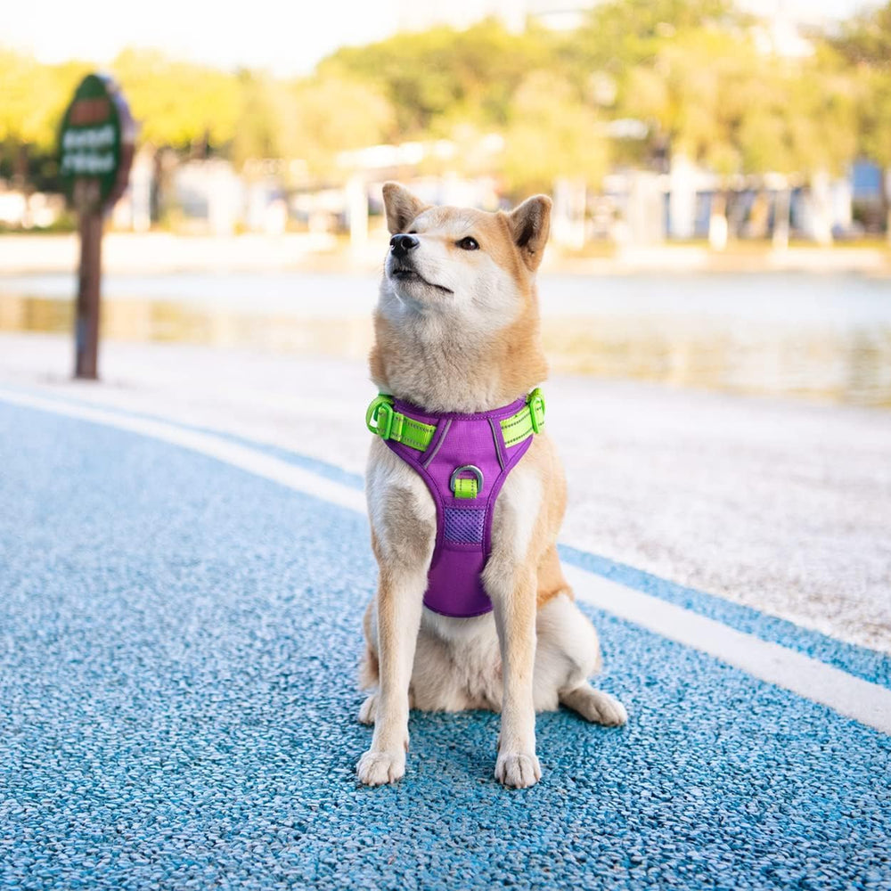 PHOEPET arnés con visibilidad nocturna para conductores atentos.