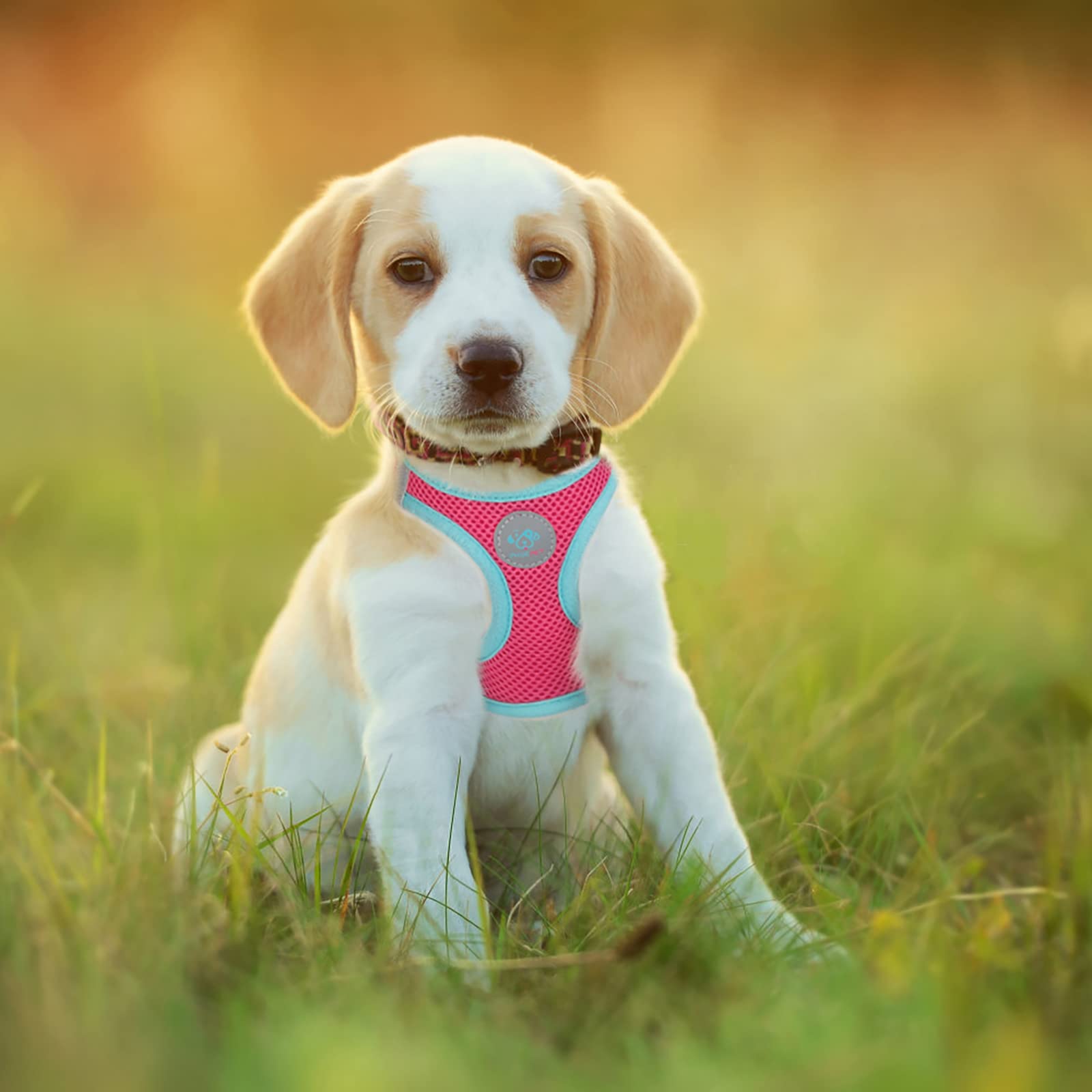 PHOEPET arnés ajustable con correa verde para ajuste perfecto