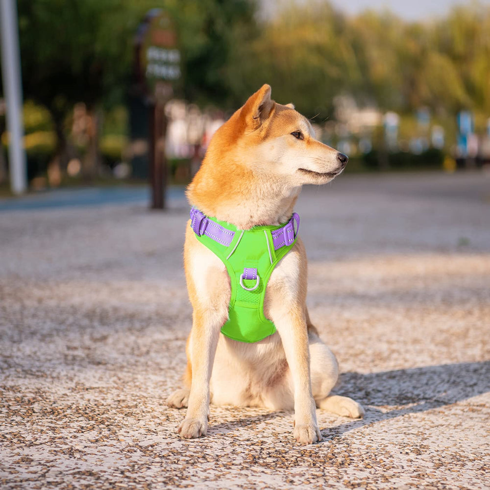 PHOEPET mango de entrenamiento acolchado para control