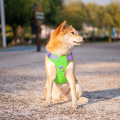 PHOEPET mango de entrenamiento acolchado para control