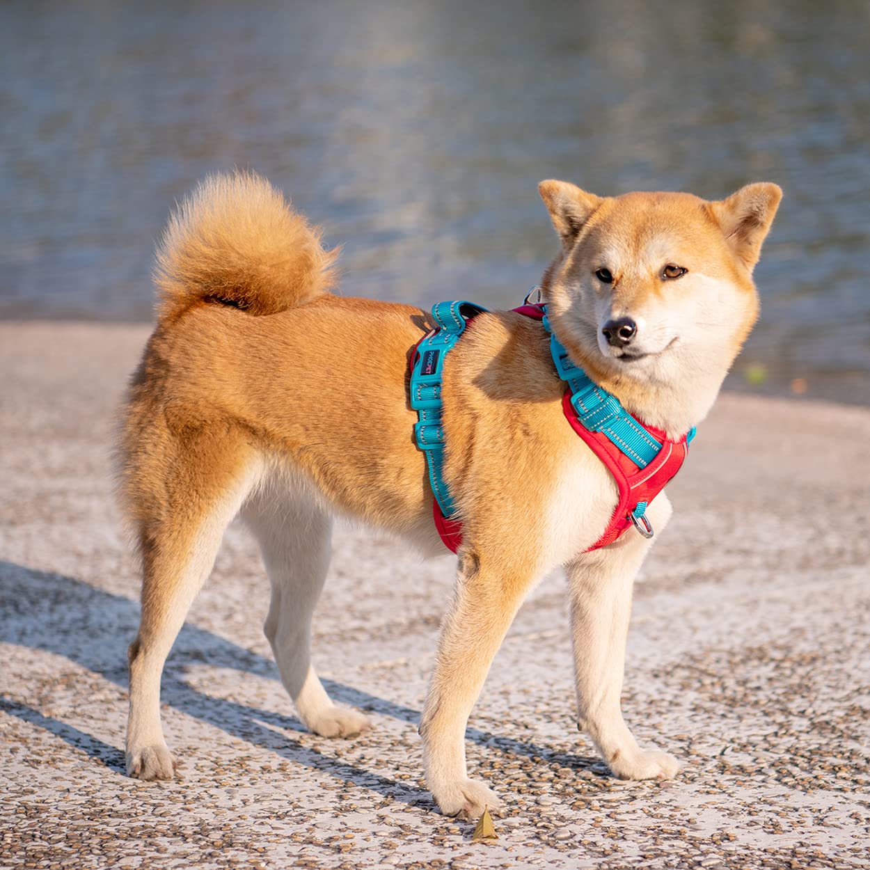 PHOEPET mango de entrenamiento suave para control en paseos