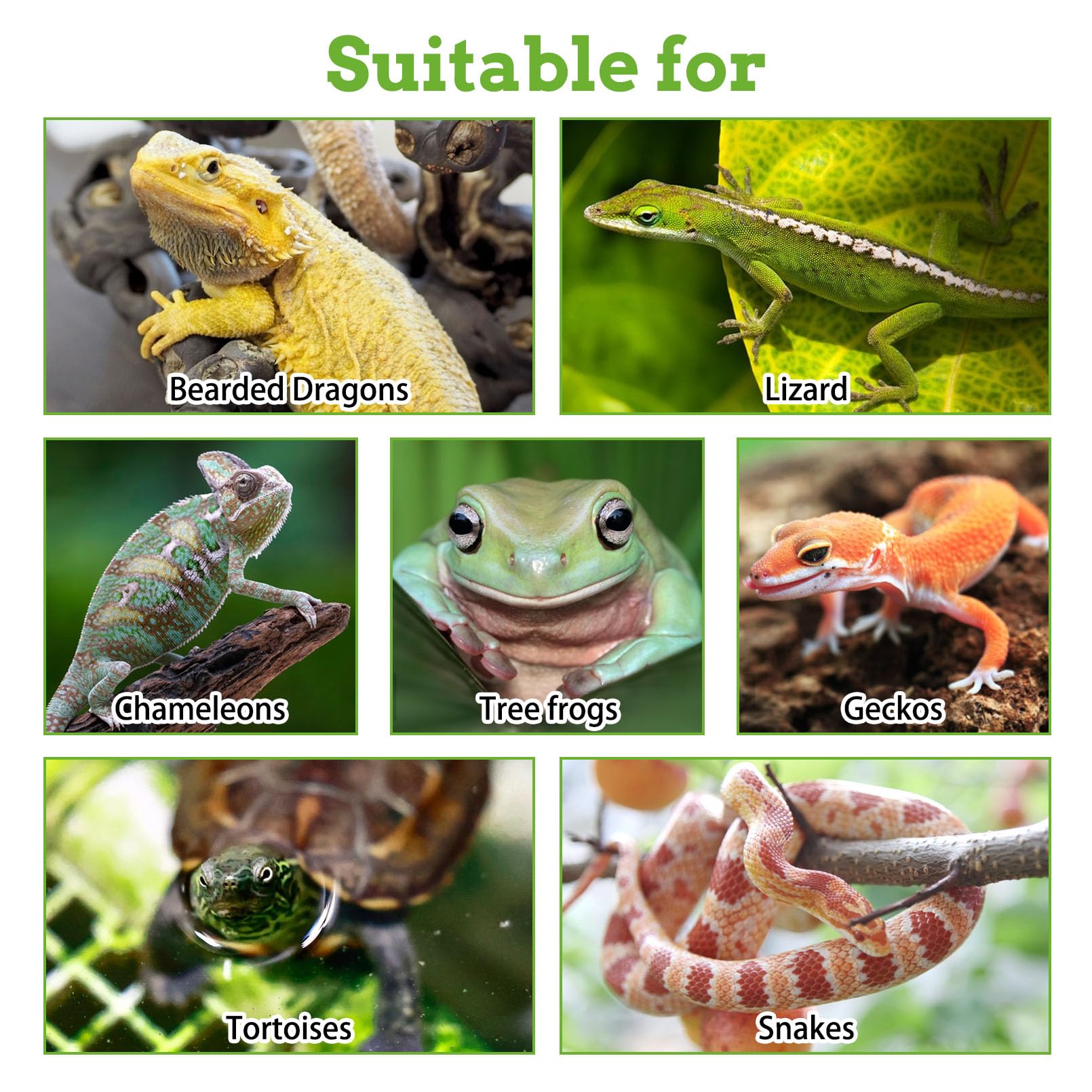 PINVNBY hábitat de reptiles mejorado con plantas colgantes duraderas.