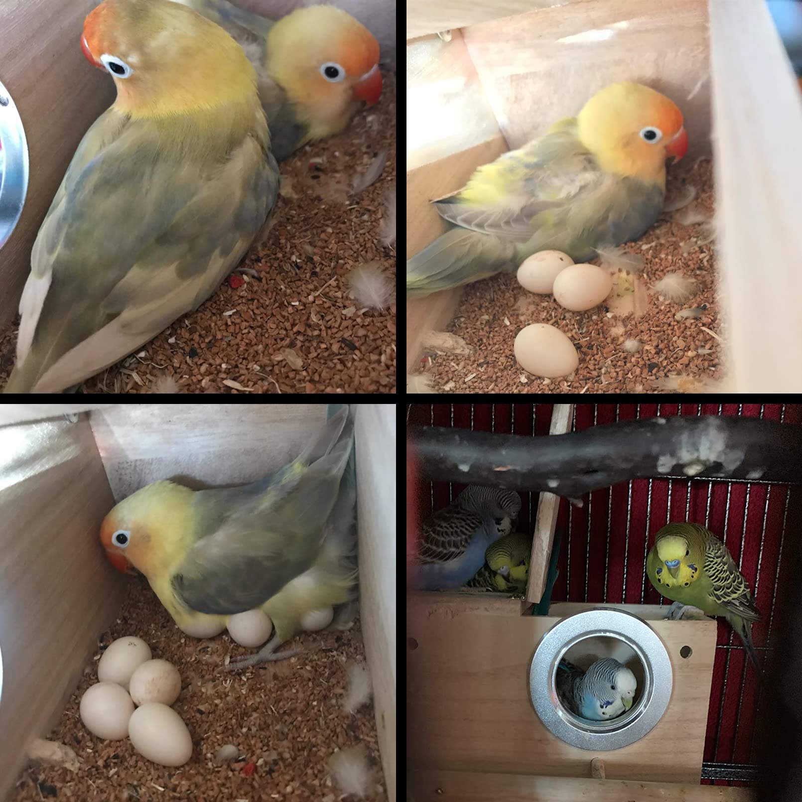 PINVNBY nido para aves medianas con entrada protegida