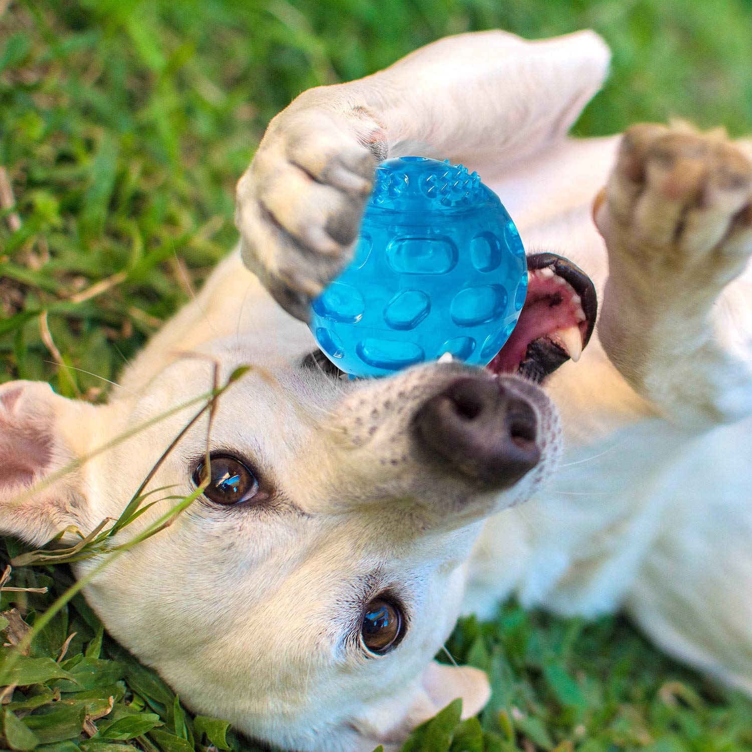 Pelota PJDH de colores brillantes para atraer la atención del perro.