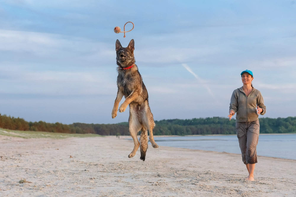 Juego de obediencia y recompensa con la pelota PlayfulSpirit.