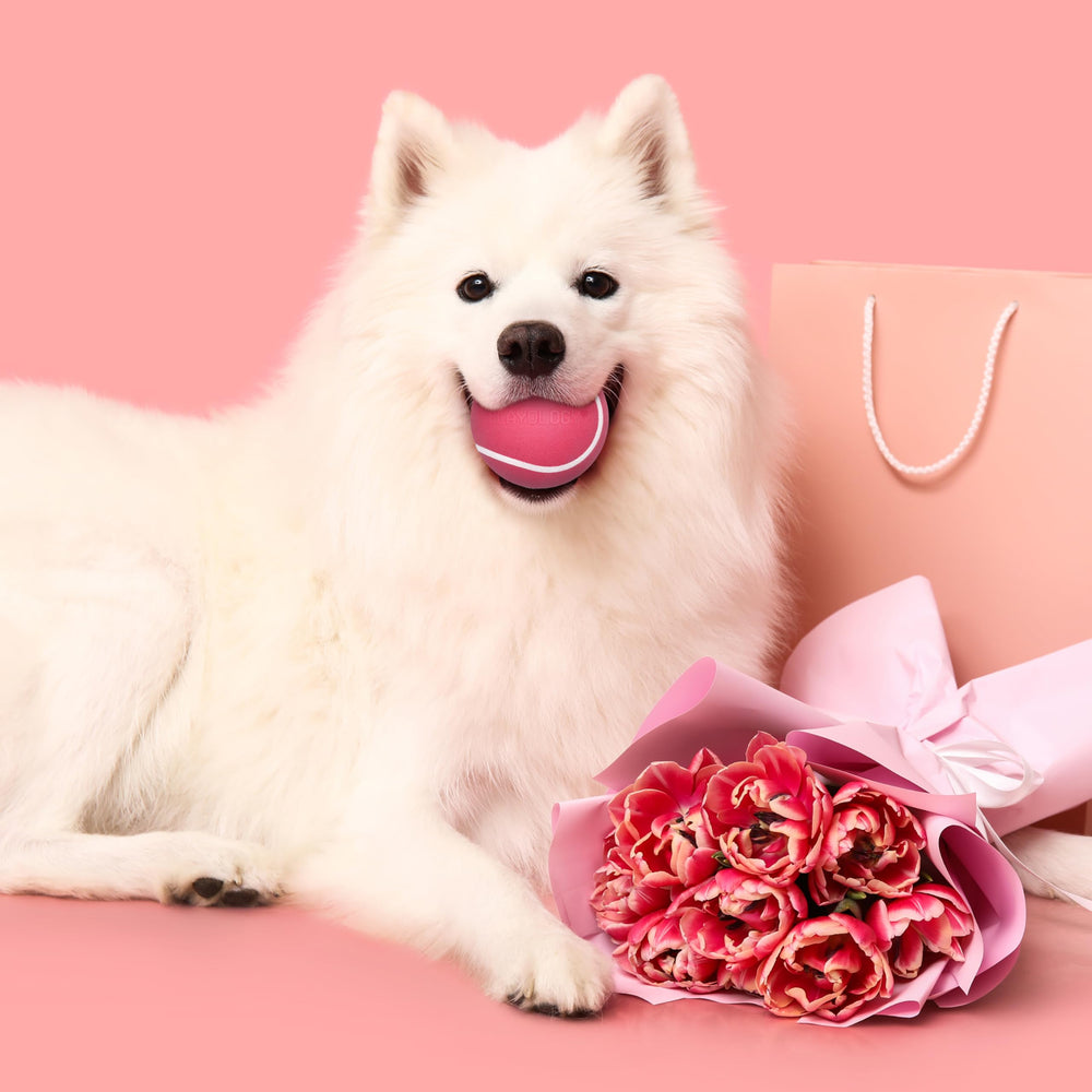 Playology garantiza felicidad; asistencia si tu perro no está contento.