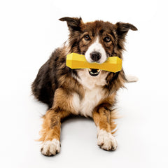 Playology juguete perro flotante para juego en agua.