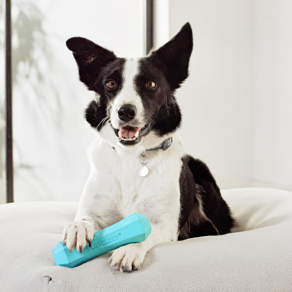 Playology Juguete perro flotante para agua: ideal para juegos en piscinas y playas.