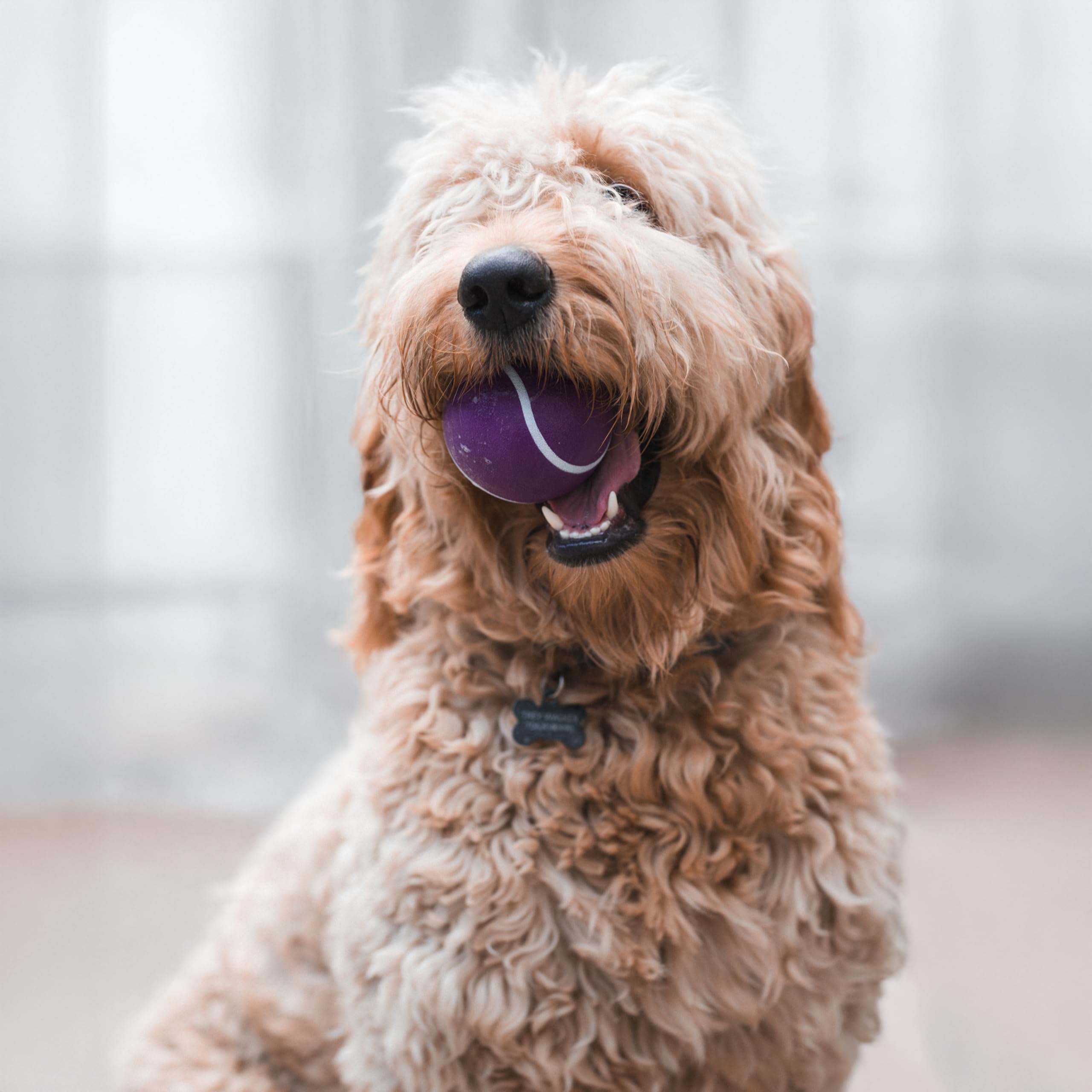 Juguete con aroma a tocino Playology para perros, estímulo sensorial prolongado.