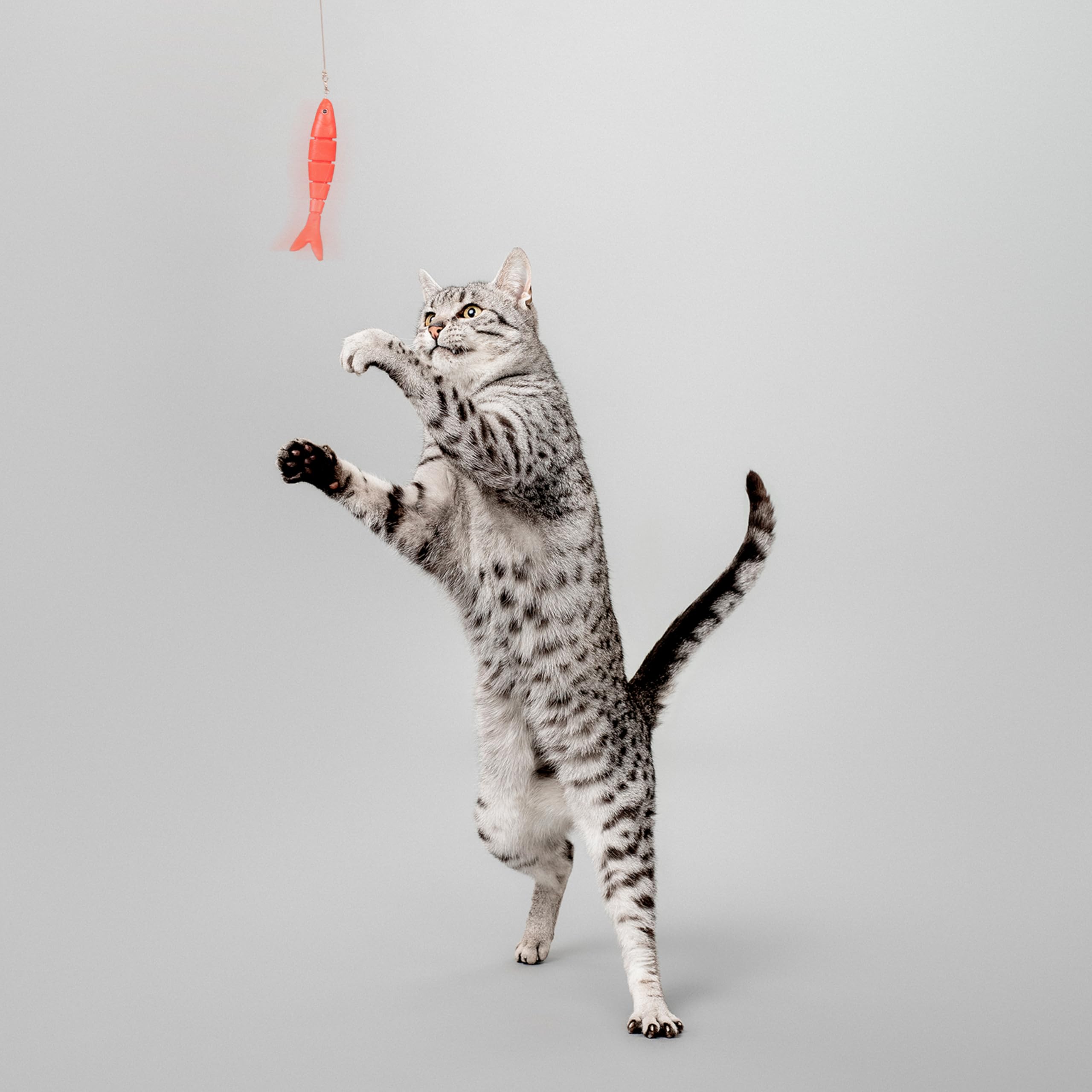Playology teaser-interactivo-gato para sesiones de juego con su humano