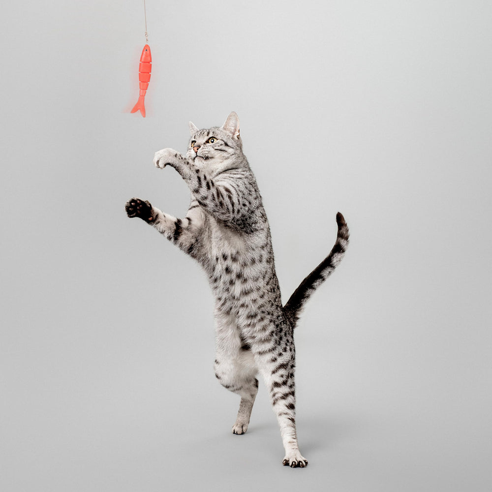 Playology teaser-interactivo-gato para sesiones de juego con su humano