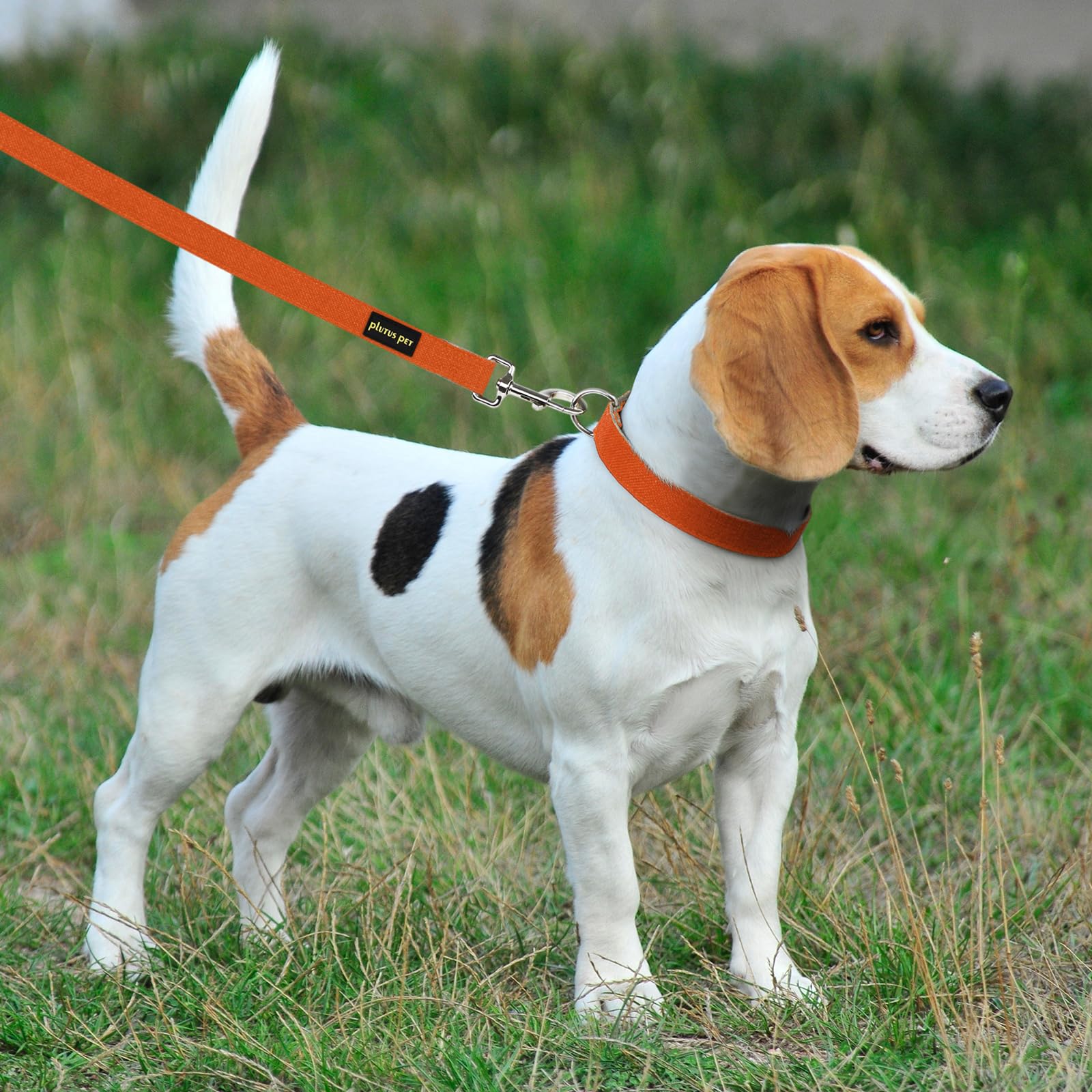 Ajuste cómodo del collar PLUTUS PET para tallas XS a grandes.