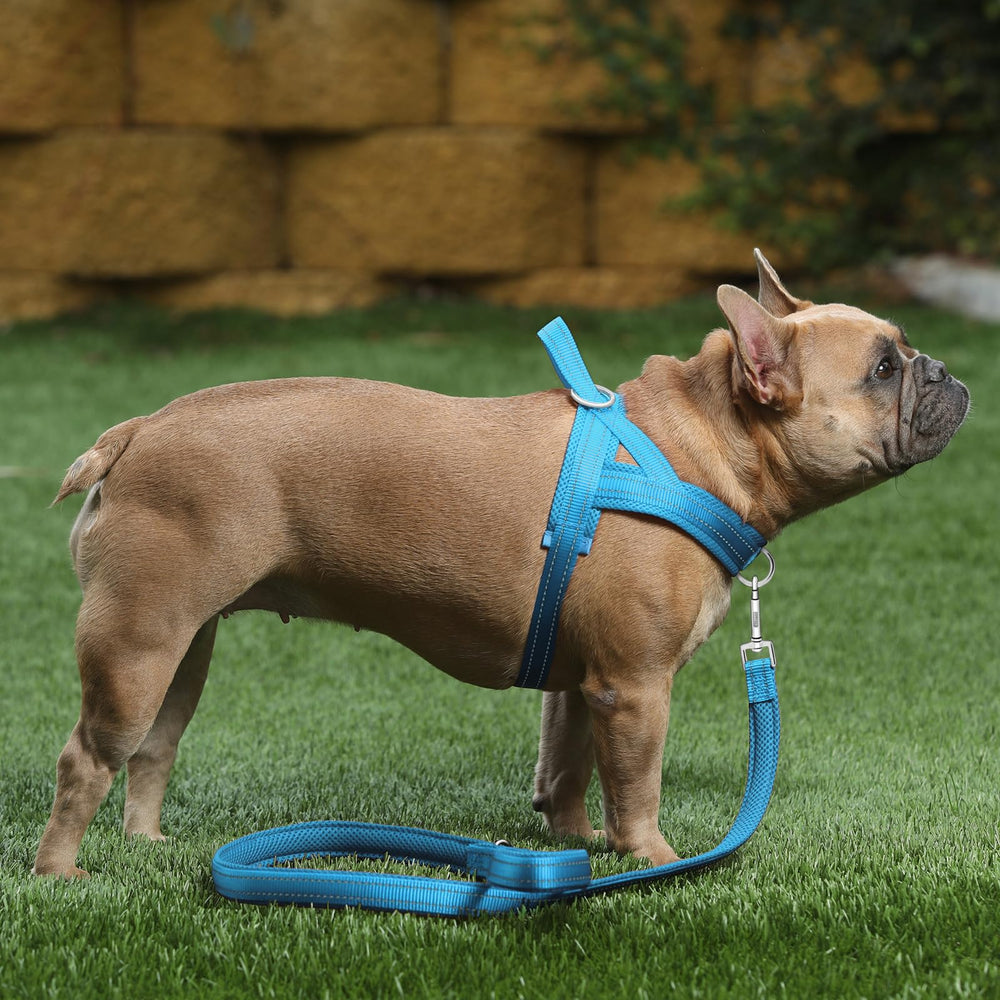 Arnés Plutus Pet con dos anillos reforzados para entrenamiento y caminatas seguras.