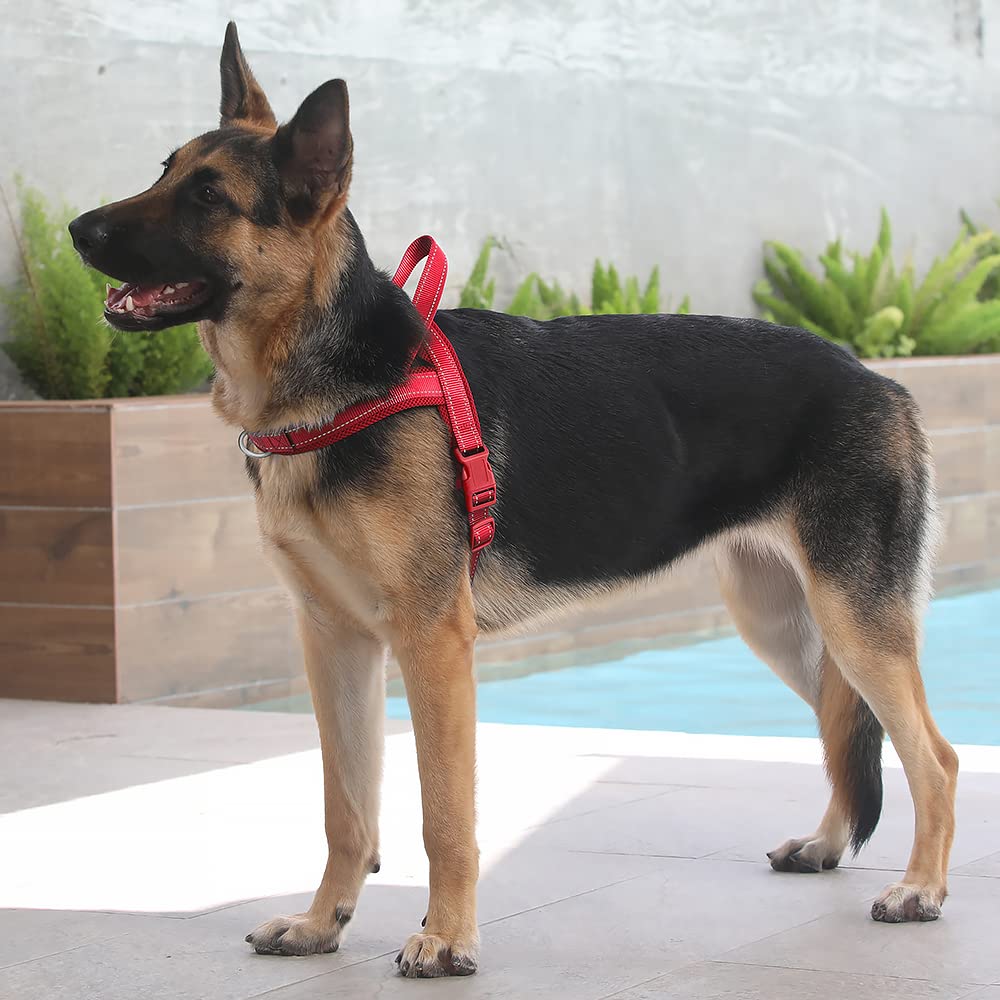 Arnés en uso para perro, paseo cómodo y seguro con Plutus Pet.