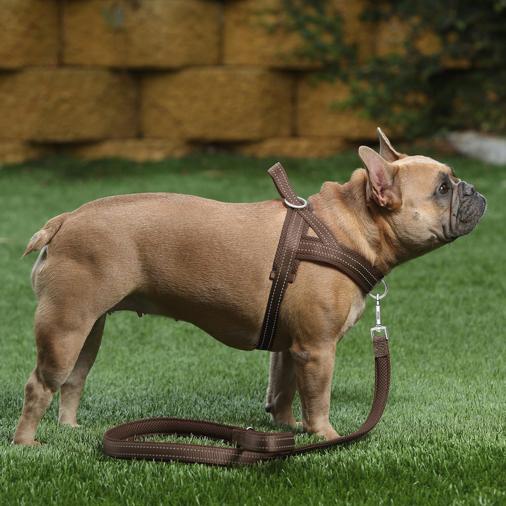 Arnés PLUTUS PET con anillo en el pecho para entrenamiento.