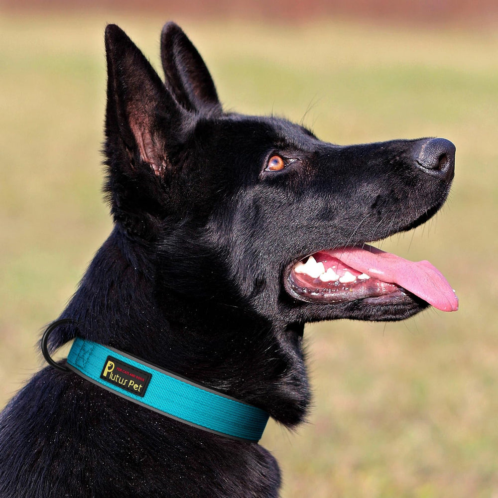 PLUTUS PET diseño duradero de doble capa para perros activos.
