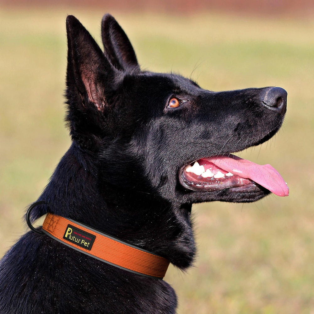 Collar táctico Plutus Pet, uso exterior, acolchado suave para confort.
