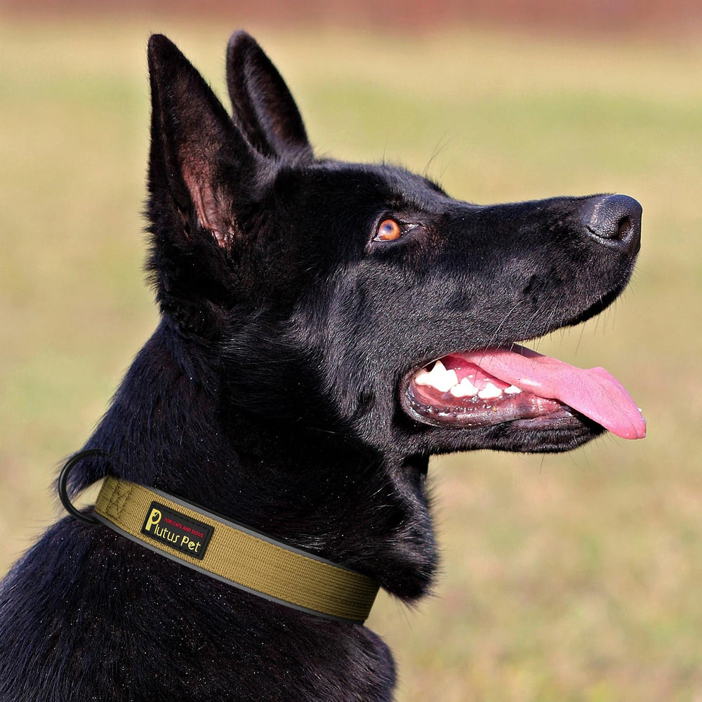 Visibilidad nocturna con bandas reflectantes en el collar de PLUTUS PET.