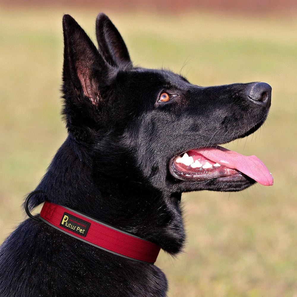 Color rojo y talla L del collar táctico PLUTUS PET para perros grandes.