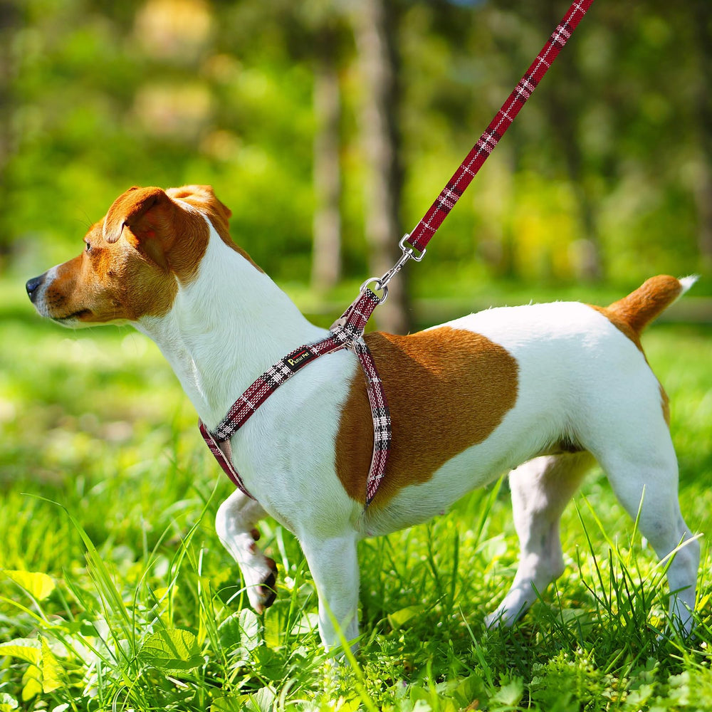 PLUTUS PET diseño ligero aireado, mantiene a tu perro cómodo y fresco.