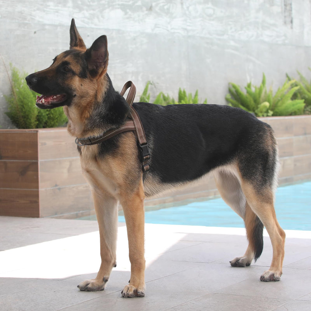 Ajuste duradero PLUTUS PET gracias a nylon resistente y anillas reforzadas