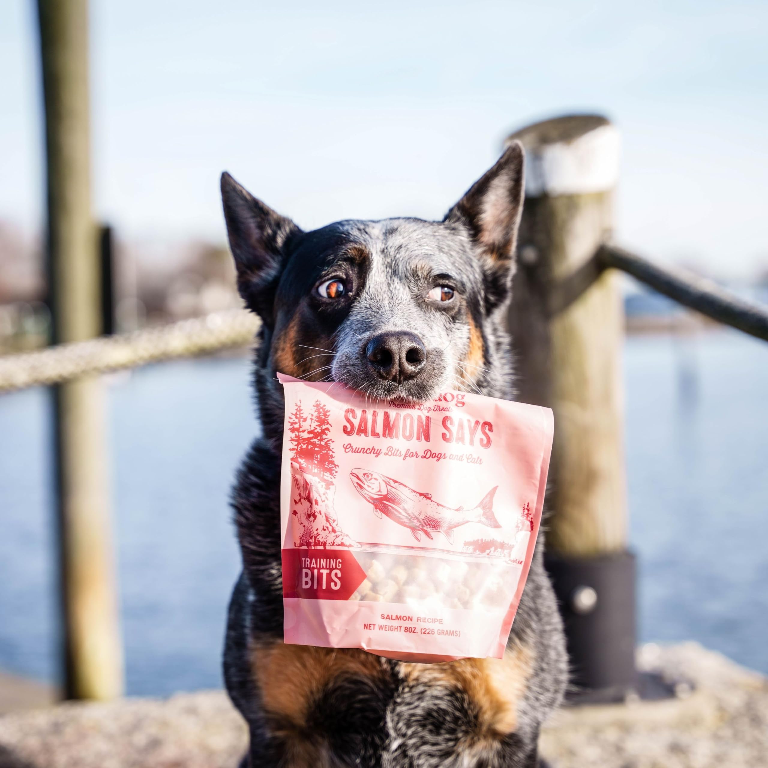 Polkadog Salmón Says perfectos para refuerzo positivo durante entrenamiento.