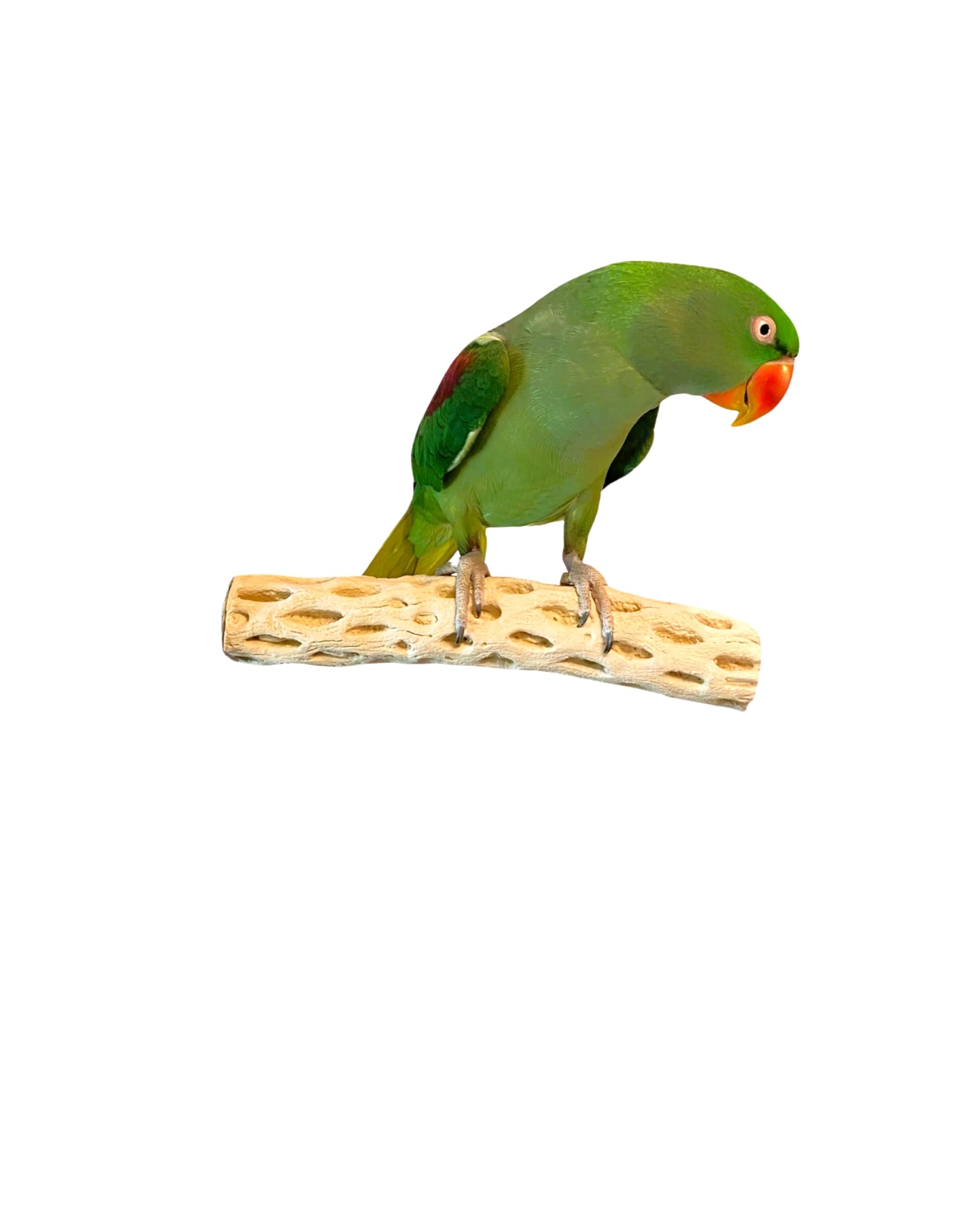 Polly's Manu Mineral Perch: masticación estimulada para entretenimiento y salud dental.