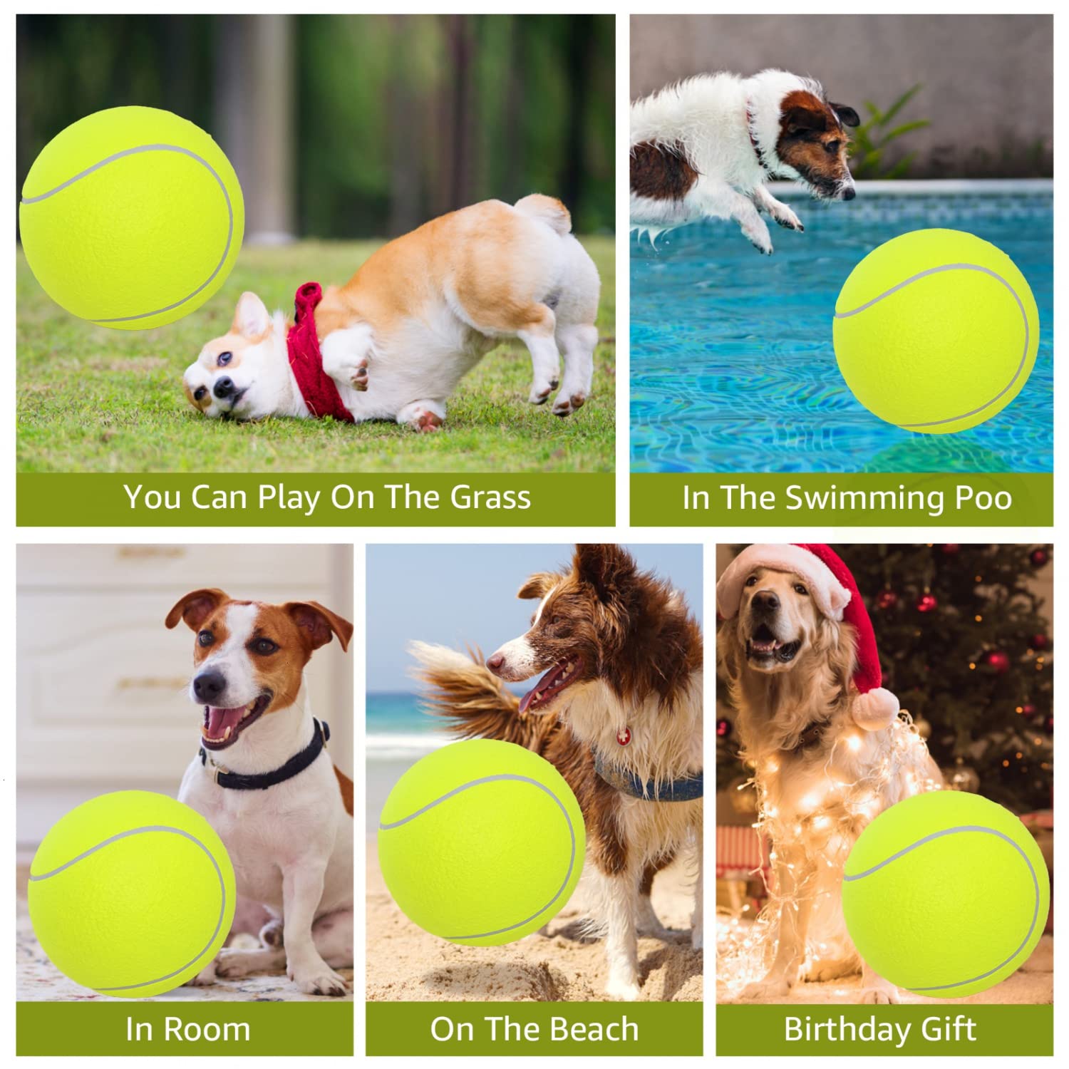 Pomeat actividad física para perros durante paseos.