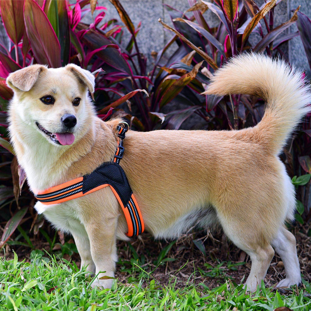 PORDLIE arnés para perros talla M con dos ajustes para mejor ajuste.