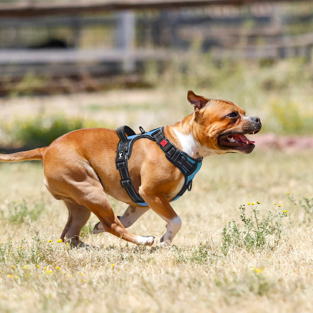 PoyPet arnés con 4 puntos de ajuste para perros.
