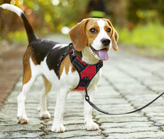 Arnés PoyPet con clip frontal para perros y seguridad nocturna.