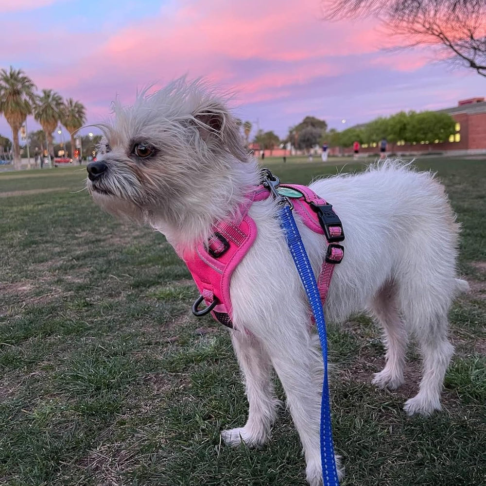 Talla extrapequeña de PoyPet ideal para perros pequeños.