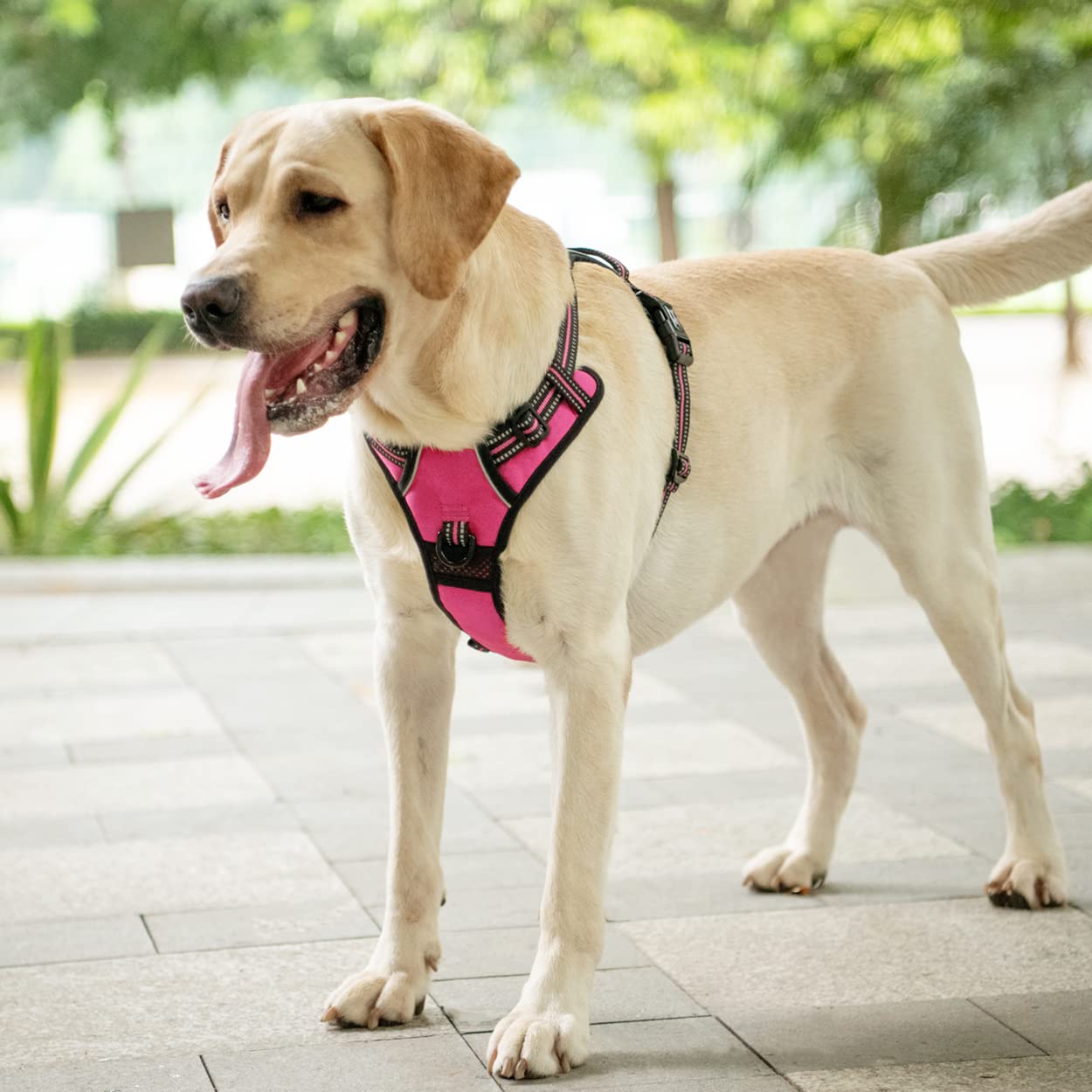 PoyPet arnés reflectante: cintas visibles para seguridad nocturna.