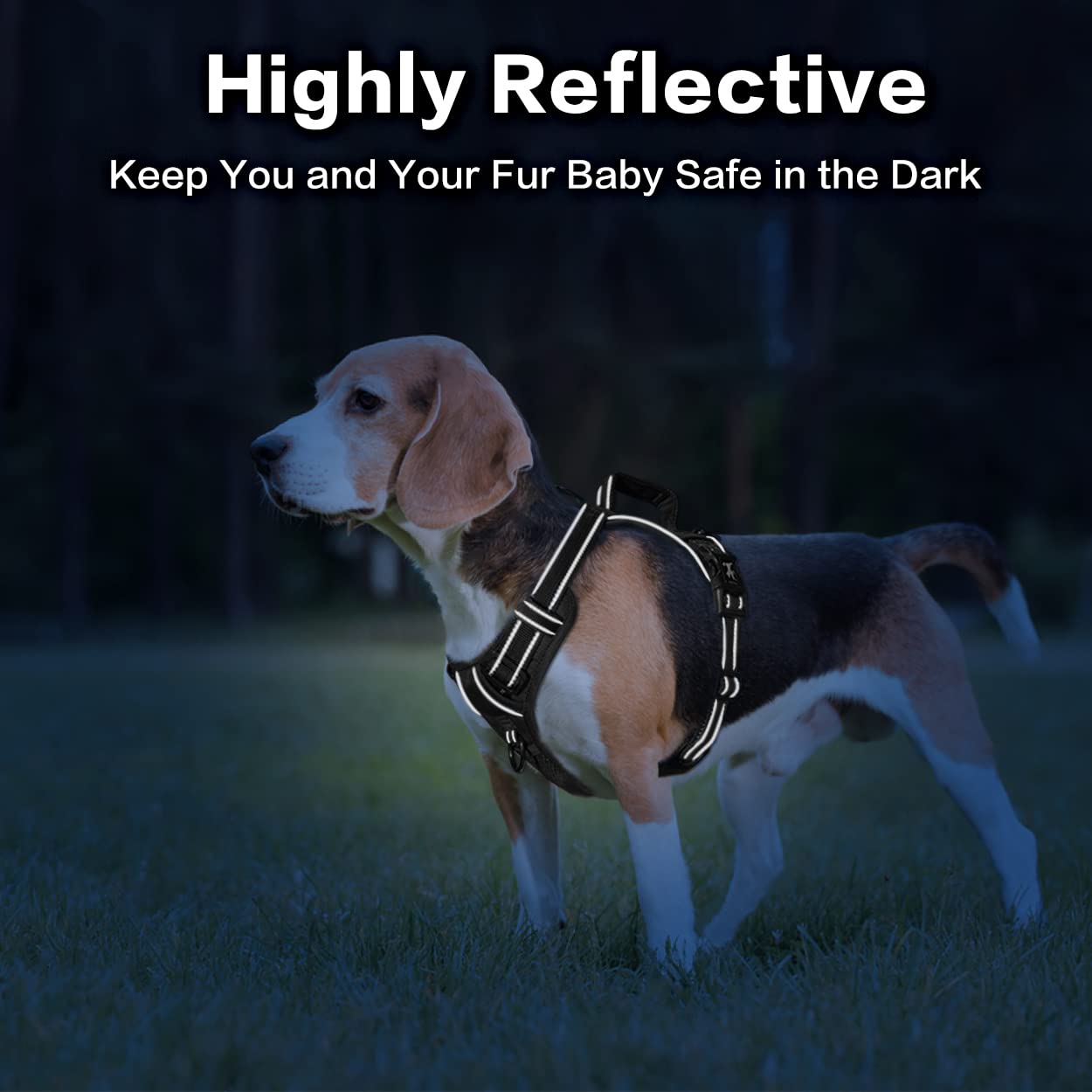 Tallas ajustables para perros de todos los tamaños.