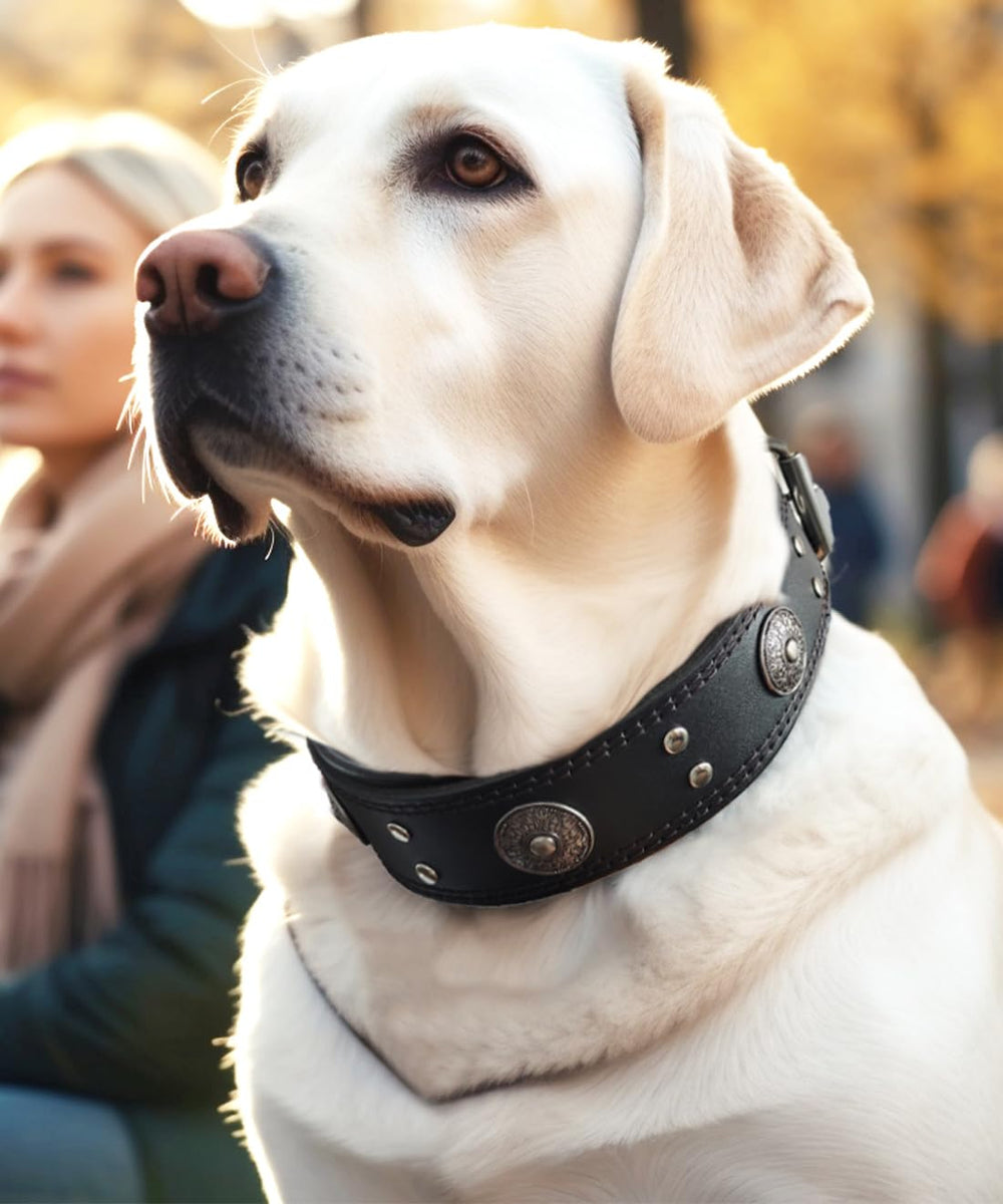 PP COLOR collar-perro-cuero-anilla-en-d-inoxidable añade seguridad.