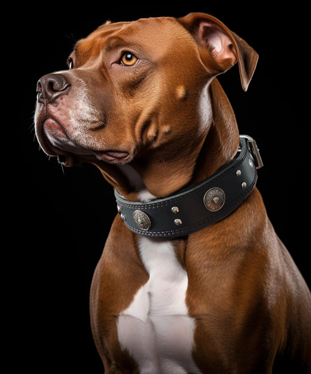 PP COLOR collar-perro-cuero-hebilla-acero-inoxidable garantiza durabilidad.