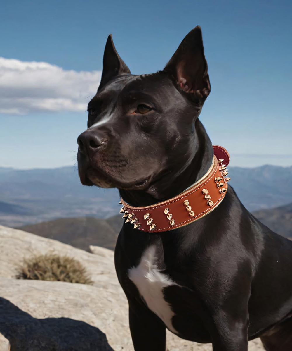 Collar PP COLOR con espigas para paseos y entrenamiento seguro.