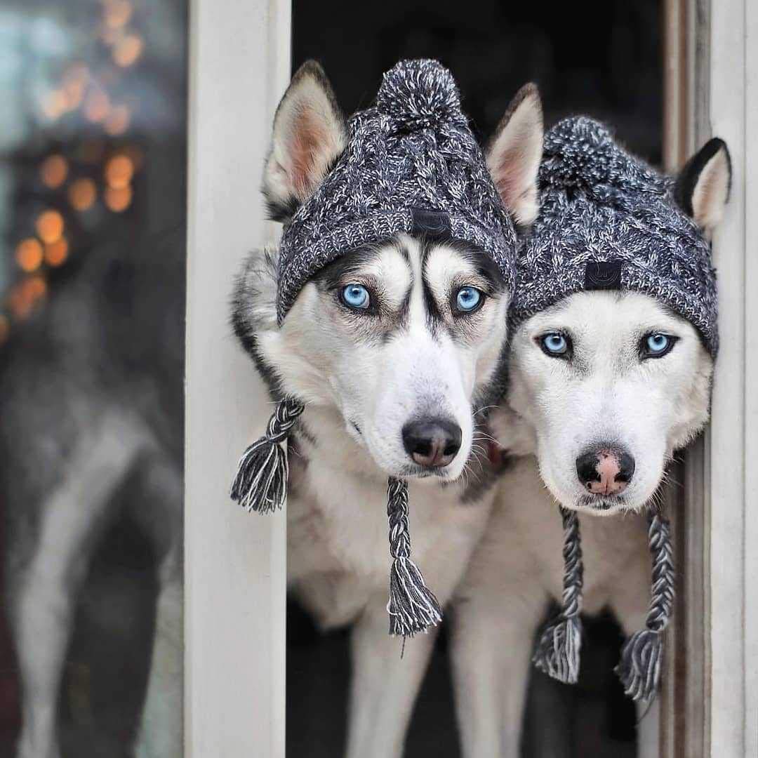 PQIQP talla S para perros pequeños, ajuste cómodo